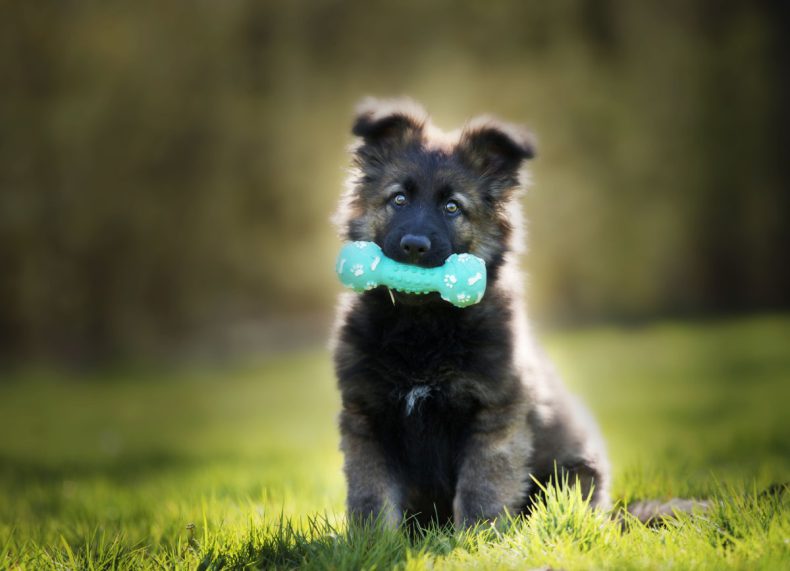 Cachorro De Perro Grande