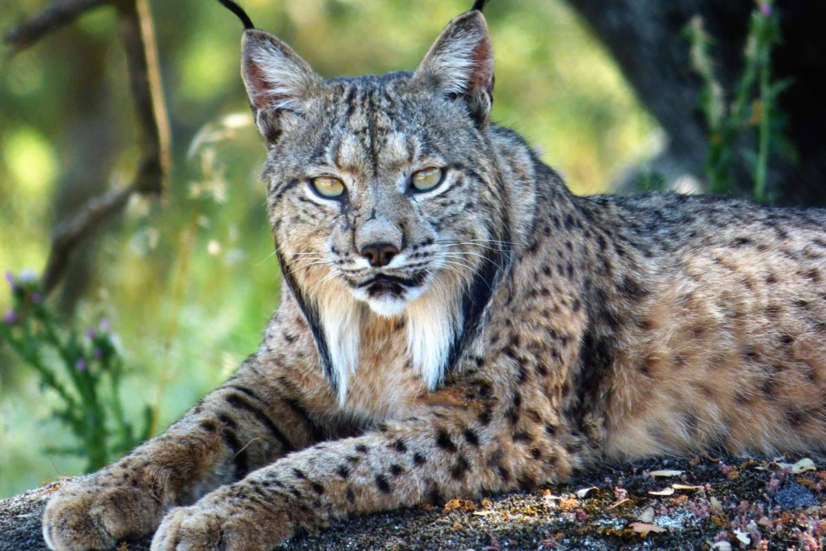 Img 9b8d4add44a53ea87563aeb2999150c