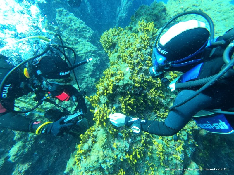 Mostreo Aplysina Aerophoba Ten Oceancitizen Ugi Con Logo
