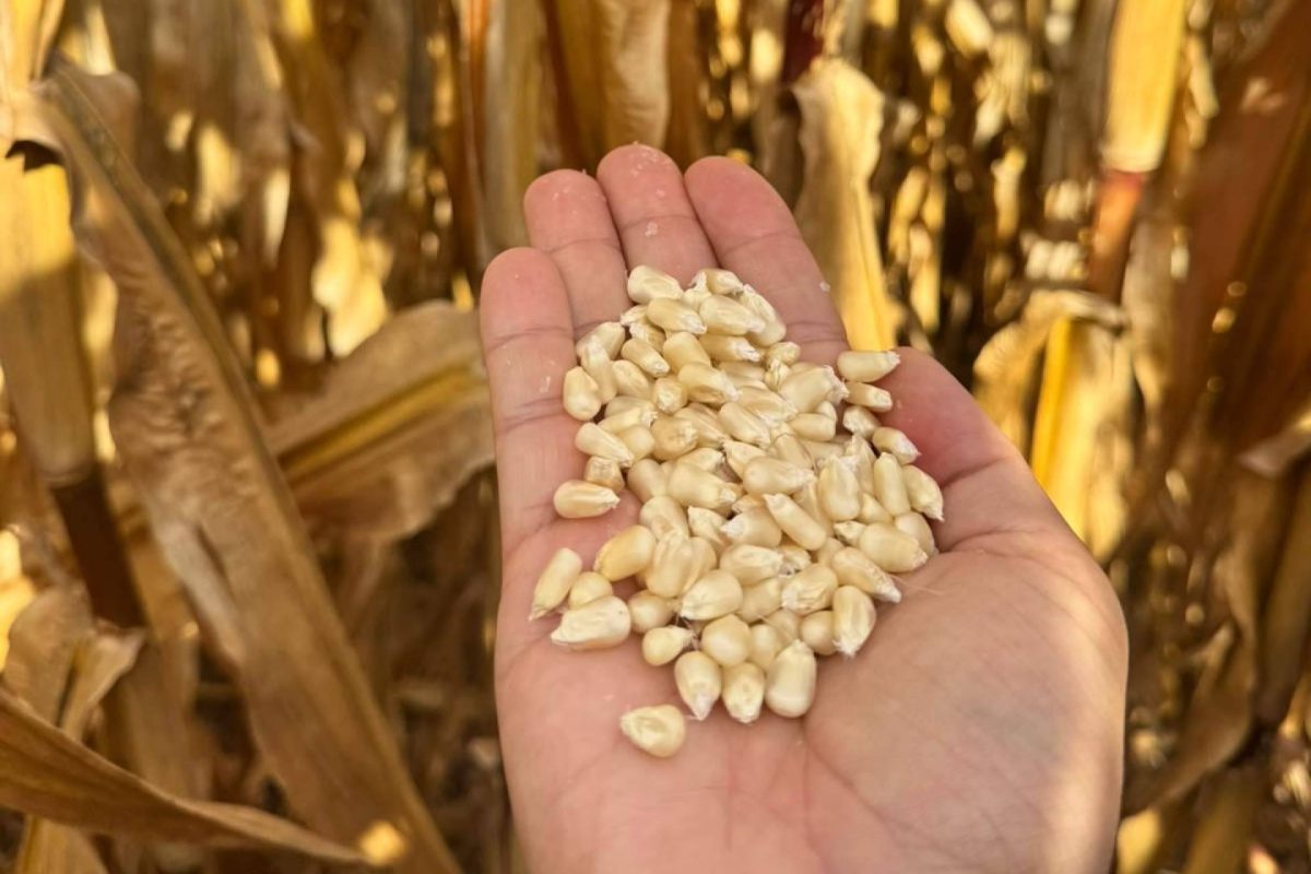 Img A0e62ef0ba730ea86613db9dff1bbfb