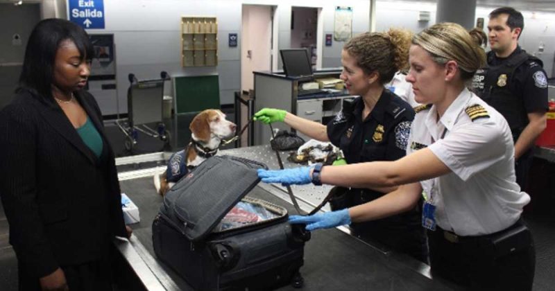Europapress 7650802 Viajar Mascota