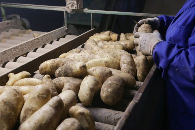 Europapress 5457580 Persona Trabaja Almacen Patatas 22 Septiembre 2023 Sampaio Lugo Galicia